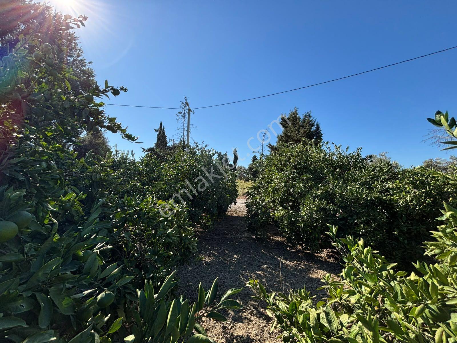 Seferihisar Sığacık Karagöl – Taşdibi Mevkiinde 6.474 M² Mandalina Bahçesi — fotoğraf 17