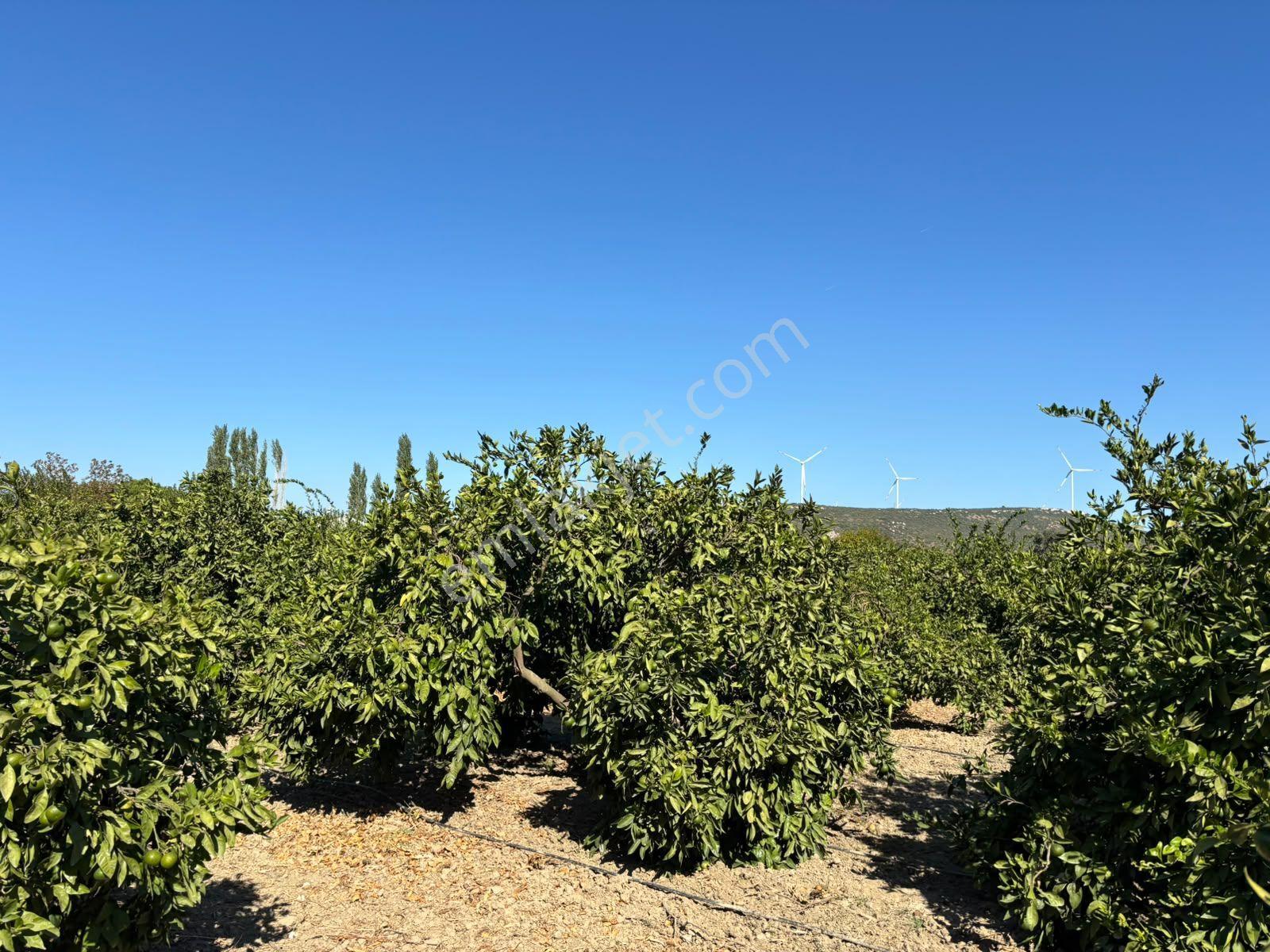 Seferihisar Sığacık Karagöl – Taşdibi Mevkiinde 6.474 M² Mandalina Bahçesi — fotoğraf 18