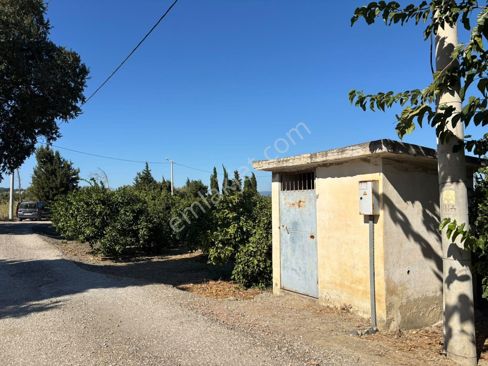 Seferihisar Sığacık Karagöl – Taşdibi Mevkiinde 6.474 M² Mandalina Bahçesi — fotoğraf 19