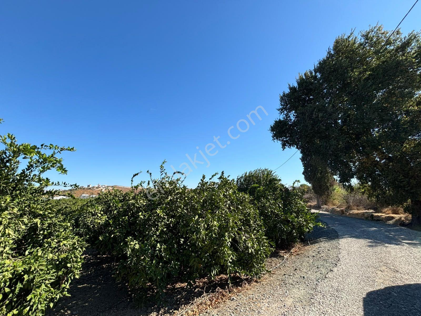 Seferihisar Sığacık Karagöl – Taşdibi Mevkiinde 6.474 M² Mandalina Bahçesi — fotoğraf 24