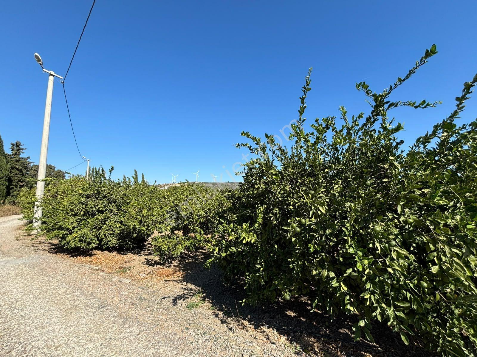 Seferihisar Sığacık Karagöl – Taşdibi Mevkiinde 6.474 M² Mandalina Bahçesi — fotoğraf 25