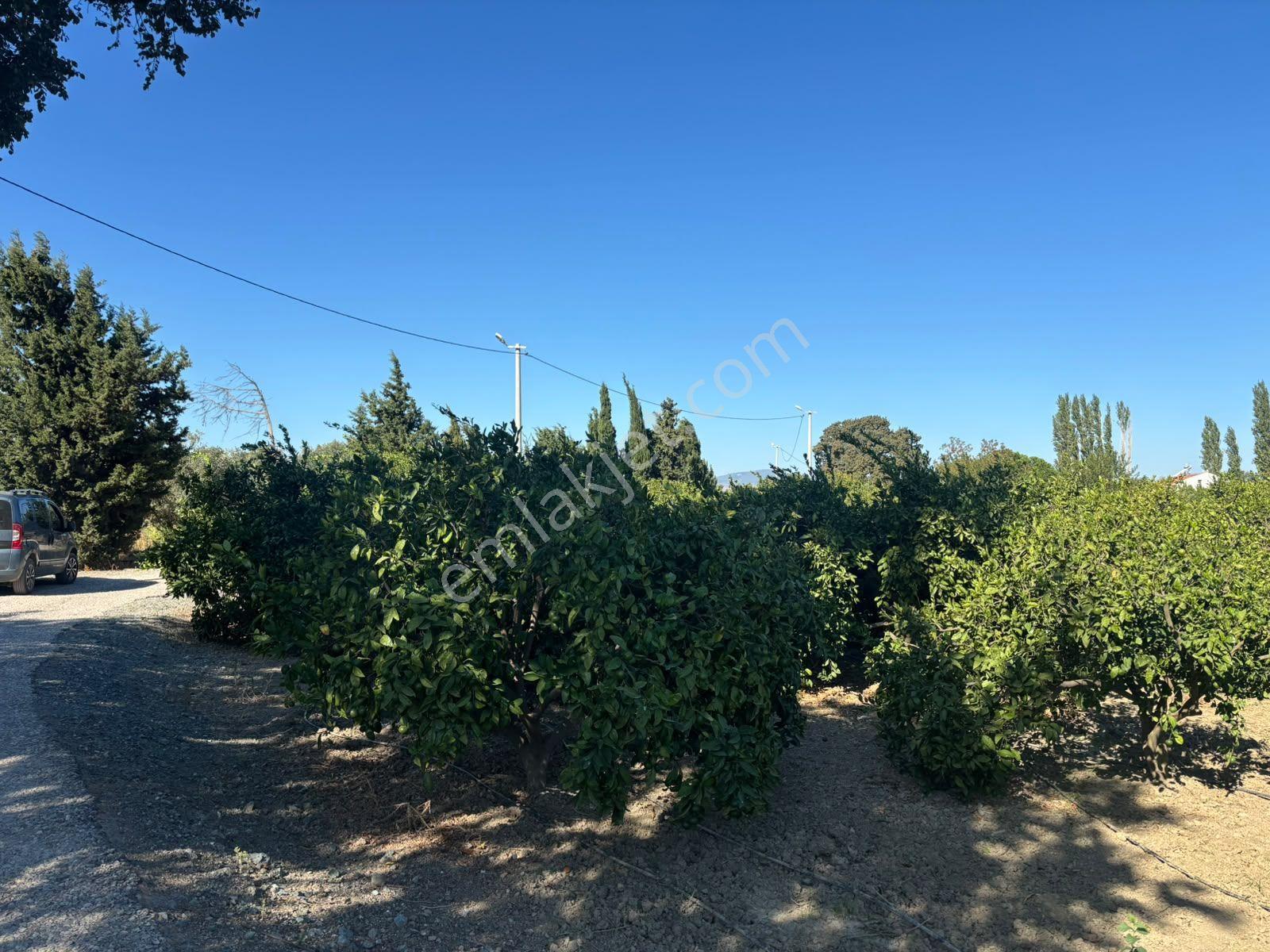 Seferihisar Sığacık Karagöl – Taşdibi Mevkiinde 6.474 M² Mandalina Bahçesi — fotoğraf 26