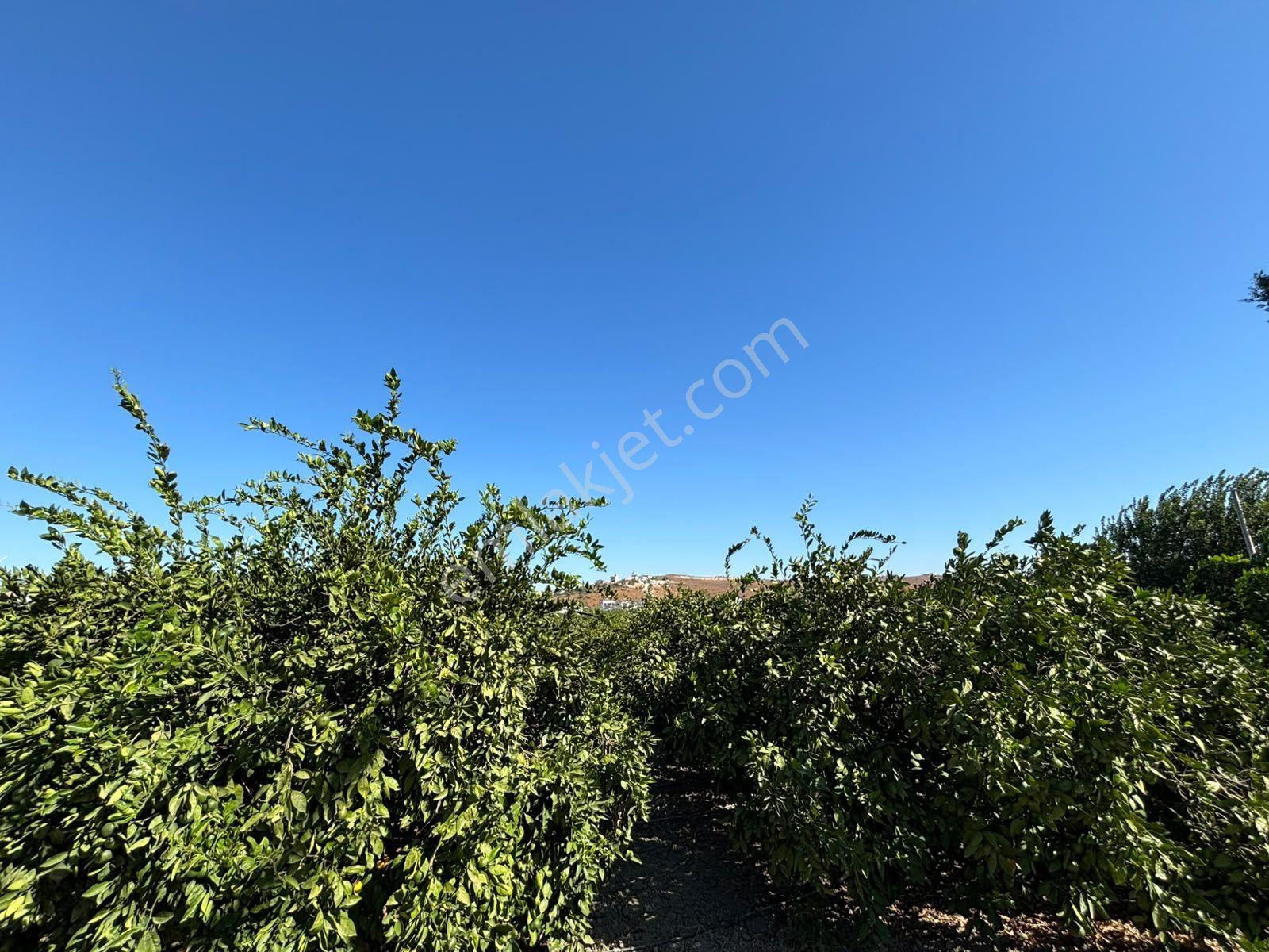 Seferihisar Sığacık Karagöl – Taşdibi Mevkiinde 6.474 M² Mandalina Bahçesi — fotoğraf 27