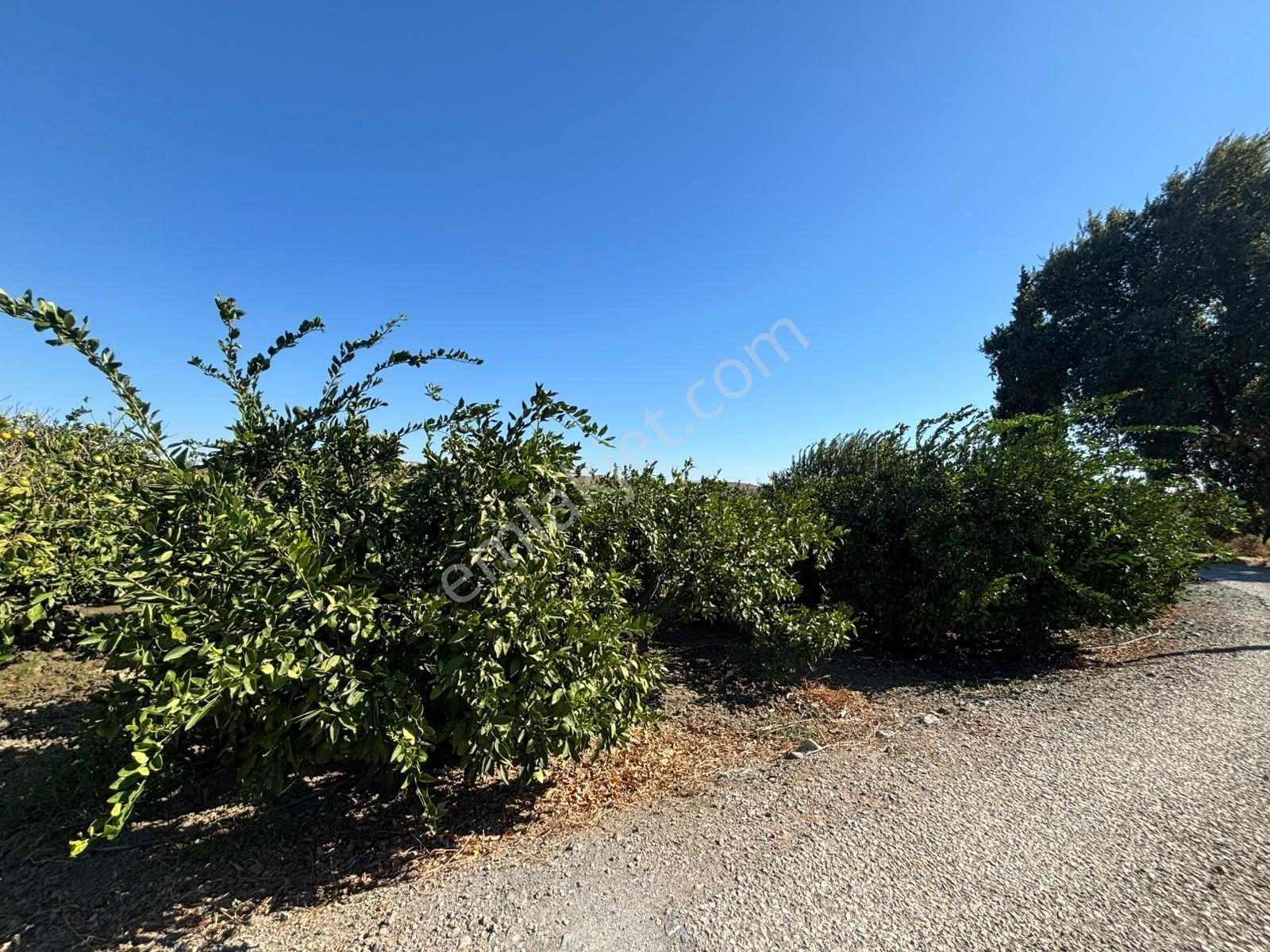 Seferihisar Sığacık Karagöl – Taşdibi Mevkiinde 6.474 M² Mandalina Bahçesi — fotoğraf 28