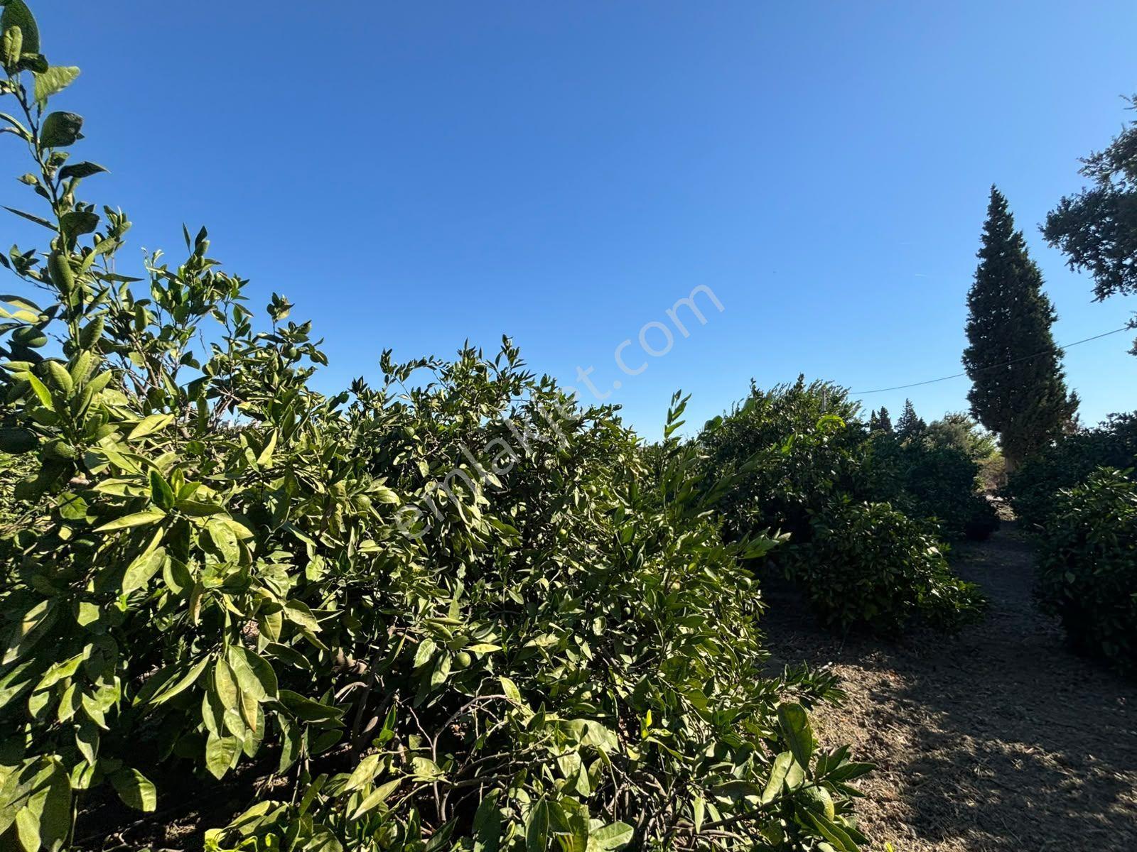 Seferihisar Sığacık Karagöl – Taşdibi Mevkiinde 6.474 M² Mandalina Bahçesi — fotoğraf 29