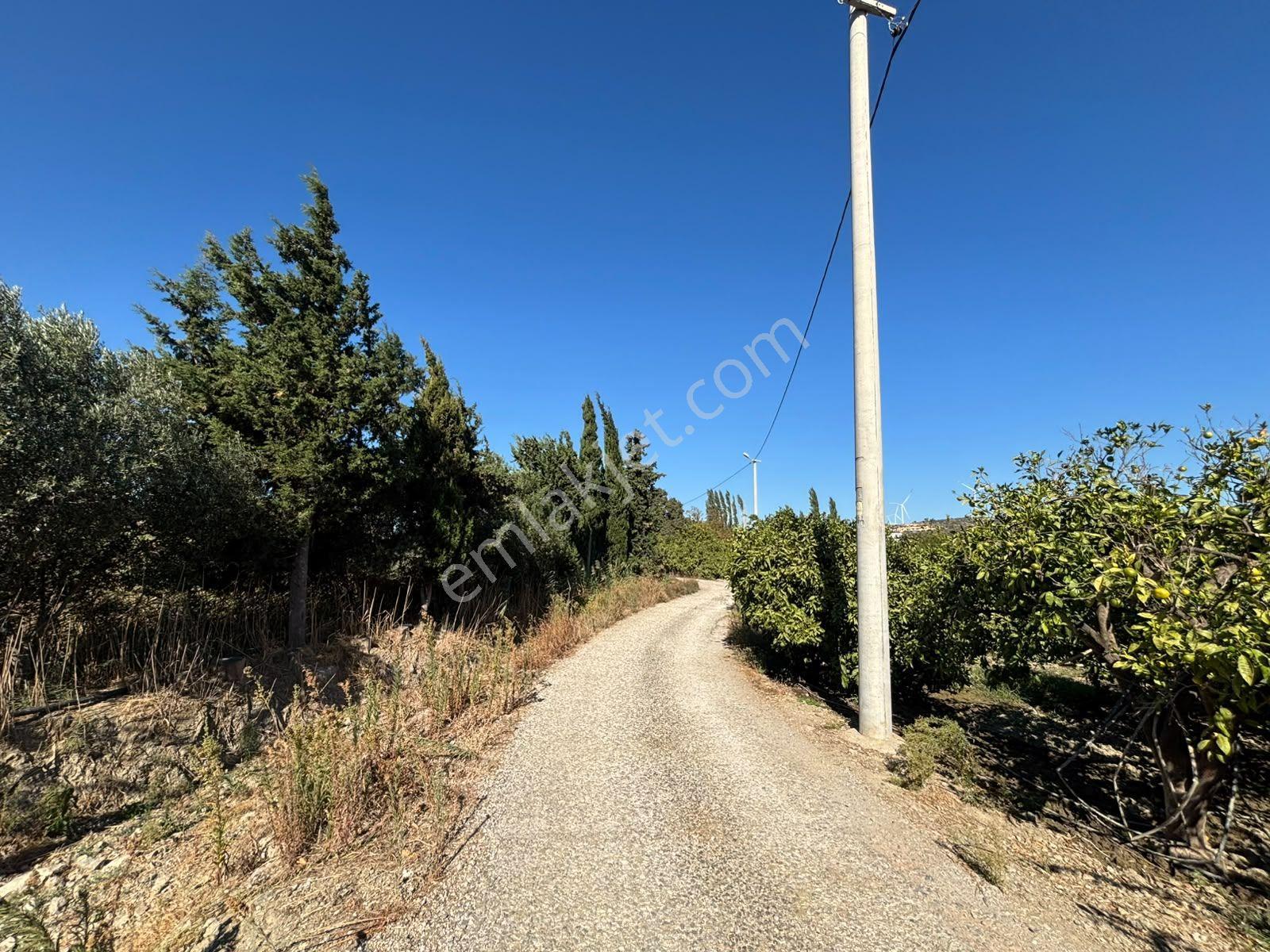 Seferihisar Sığacık Karagöl – Taşdibi Mevkiinde 6.474 M² Mandalina Bahçesi — fotoğraf 30