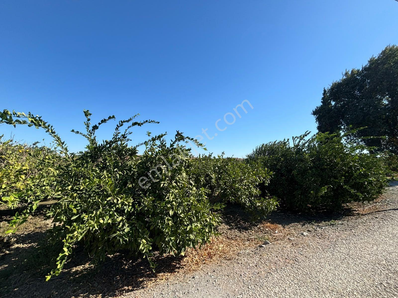 Seferihisar Sığacık Karagöl – Taşdibi Mevkiinde 6.474 M² Mandalina Bahçesi — fotoğraf 31