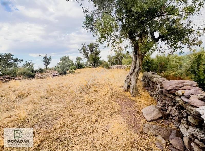 Milas Pınararasında 5.240 M² Verimli Satılık Zeytinlik — fotoğraf 2