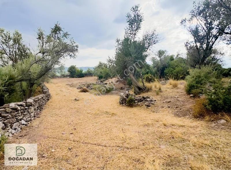 Milas Pınararasında 5.240 M² Verimli Satılık Zeytinlik — fotoğraf 3