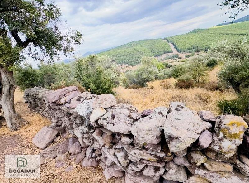 Milas Pınararasında 5.240 M² Verimli Satılık Zeytinlik — fotoğraf 4