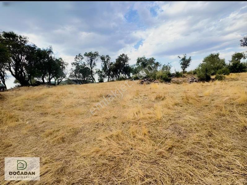 Milas Pınararasında 5.240 M² Verimli Satılık Zeytinlik — fotoğraf 5