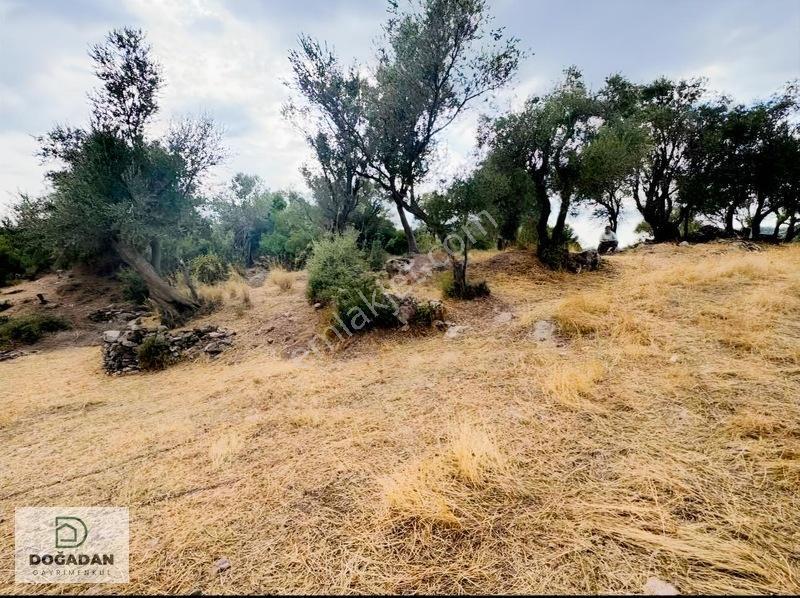 Milas Pınararasında 5.240 M² Verimli Satılık Zeytinlik — fotoğraf 6