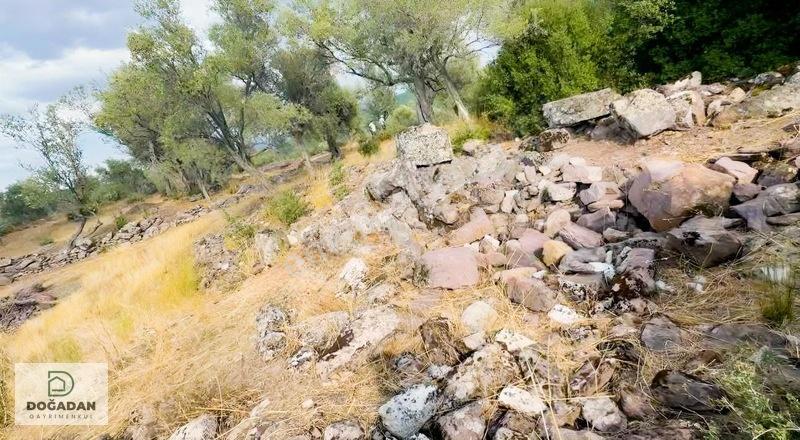 Milas Pınararasında 5.240 M² Verimli Satılık Zeytinlik — fotoğraf 7