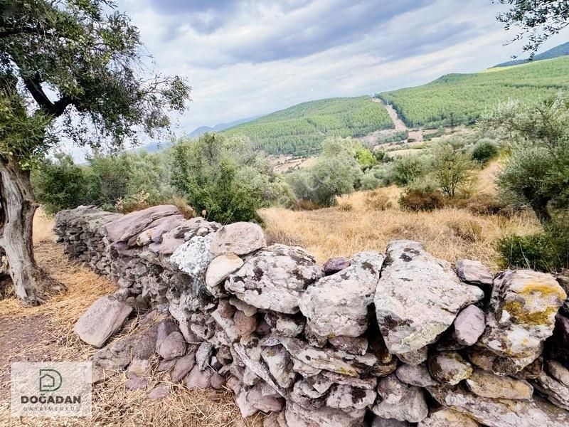 Milas Pınararasında 5.240 M² Verimli Satılık Zeytinlik — fotoğraf 8
