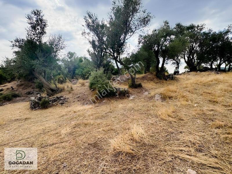 Milas Pınararasında 5.240 M² Verimli Satılık Zeytinlik — fotoğraf 9