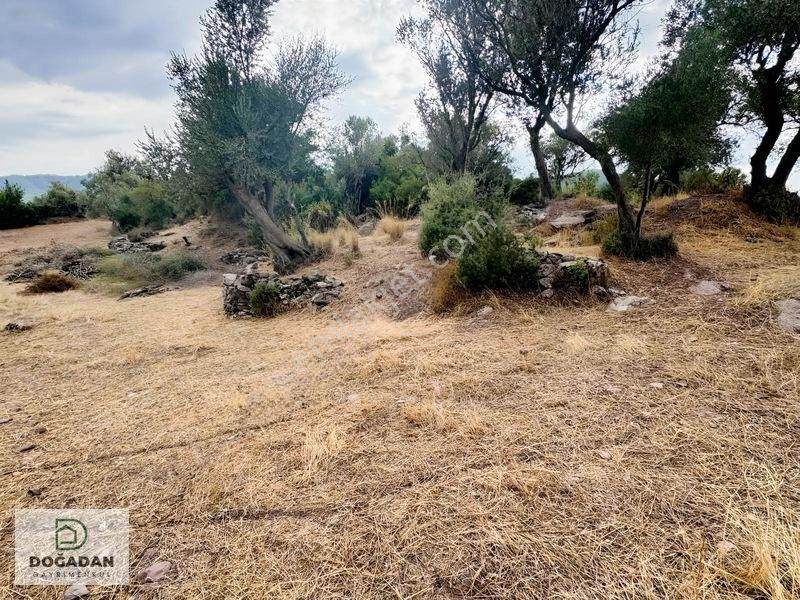 Milas Pınararasında 5.240 M² Verimli Satılık Zeytinlik — fotoğraf 10
