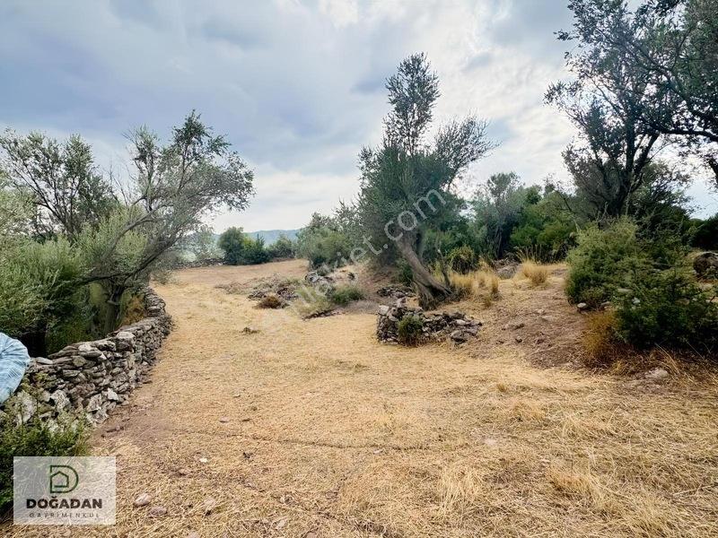 Milas Pınararasında 5.240 M² Verimli Satılık Zeytinlik — fotoğraf 11