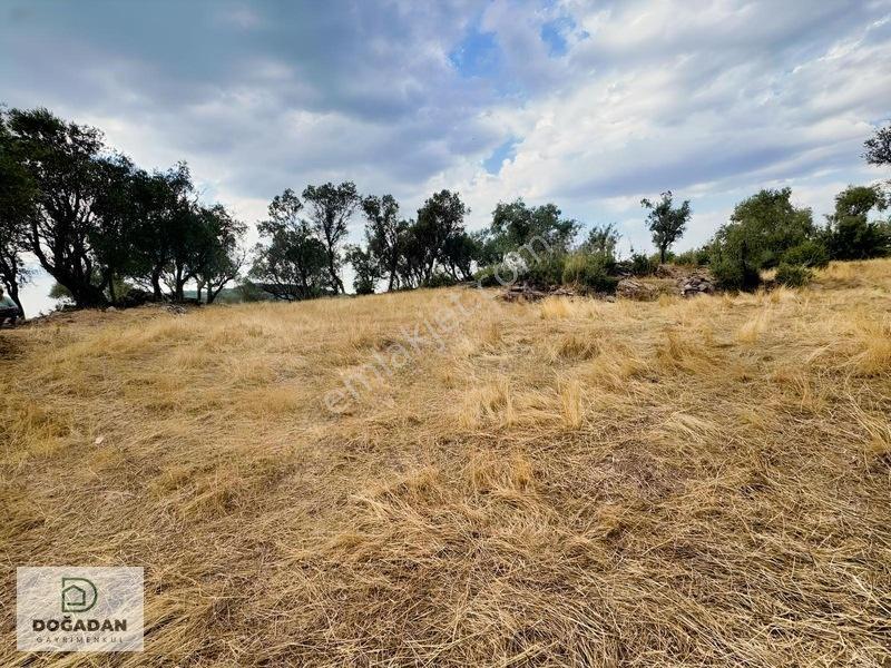 Milas Pınararasında 5.240 M² Verimli Satılık Zeytinlik — fotoğraf 12