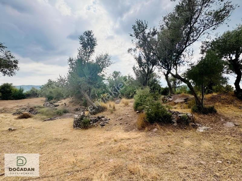 Milas Pınararasında 5.240 M² Verimli Satılık Zeytinlik — fotoğraf 13