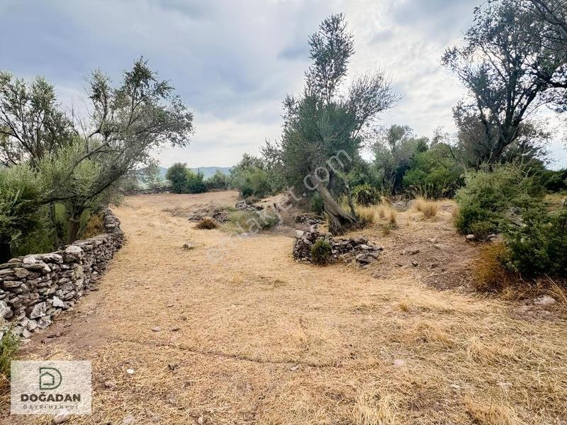 Milas Pınararasında 5.240 M² Verimli Satılık Zeytinlik — fotoğraf 14