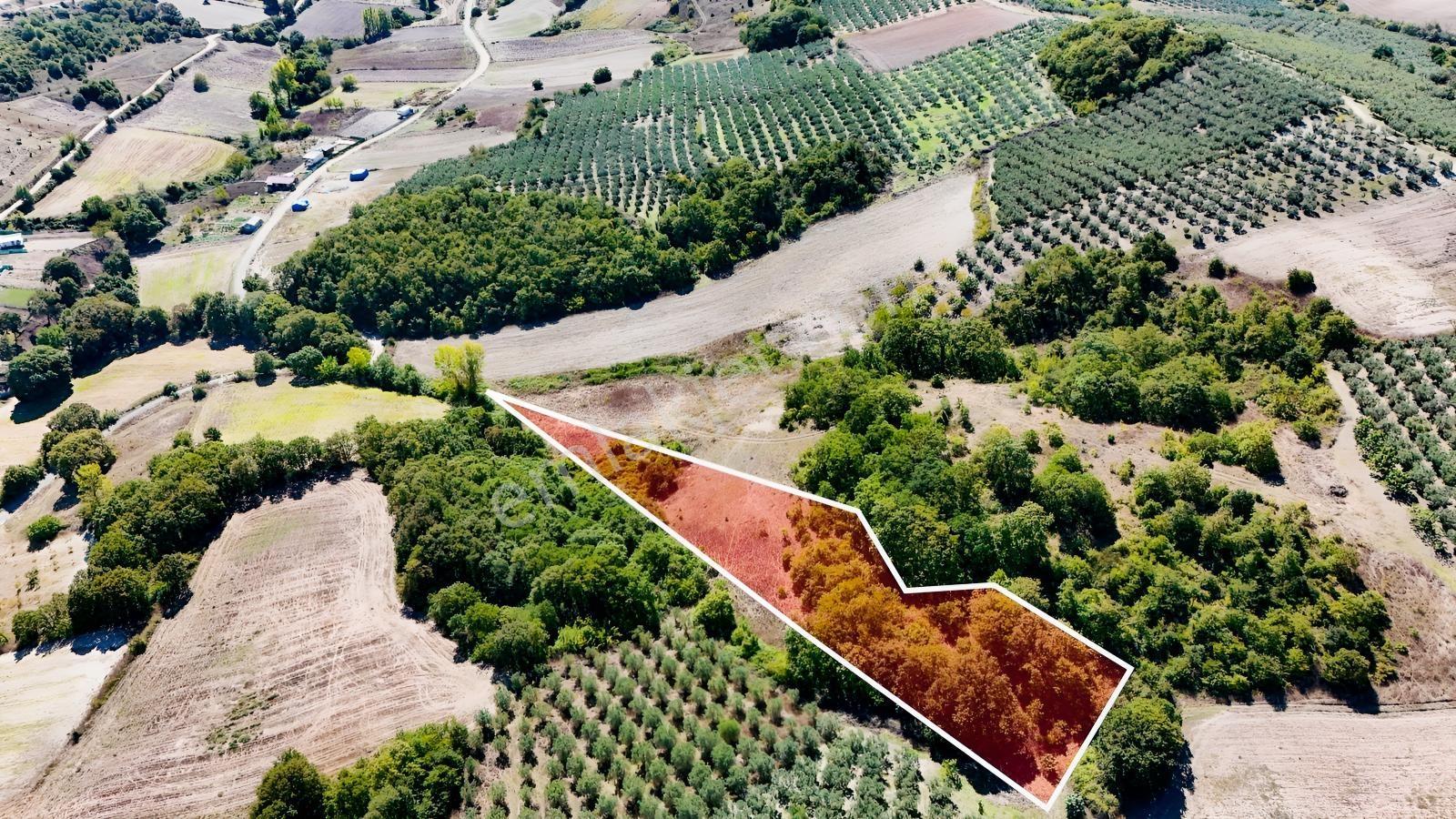 Bursa Mudanya Hançerlide 6.100 M² Satılık Tarla — fotoğraf 5