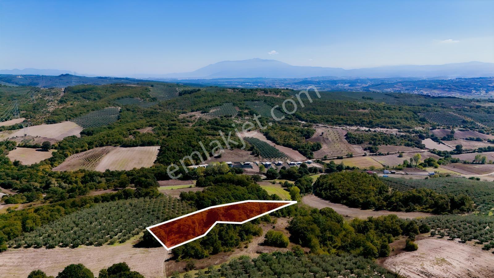 Bursa Mudanya Hançerlide 6.100 M² Satılık Tarla — fotoğraf 20