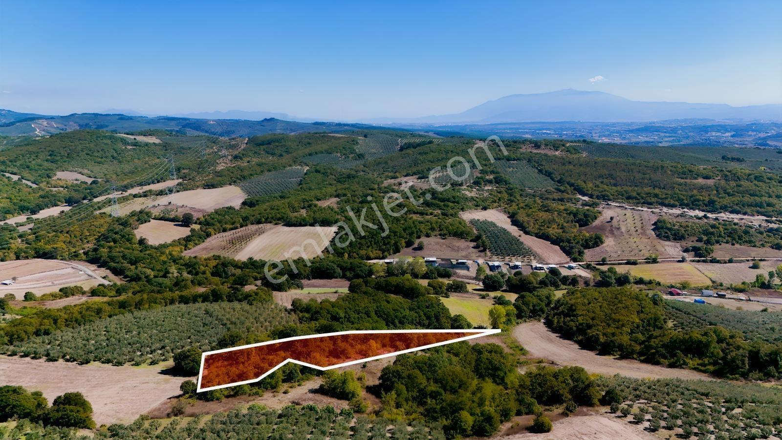 Bursa Mudanya Hançerlide 6.100 M² Satılık Tarla — fotoğraf 21