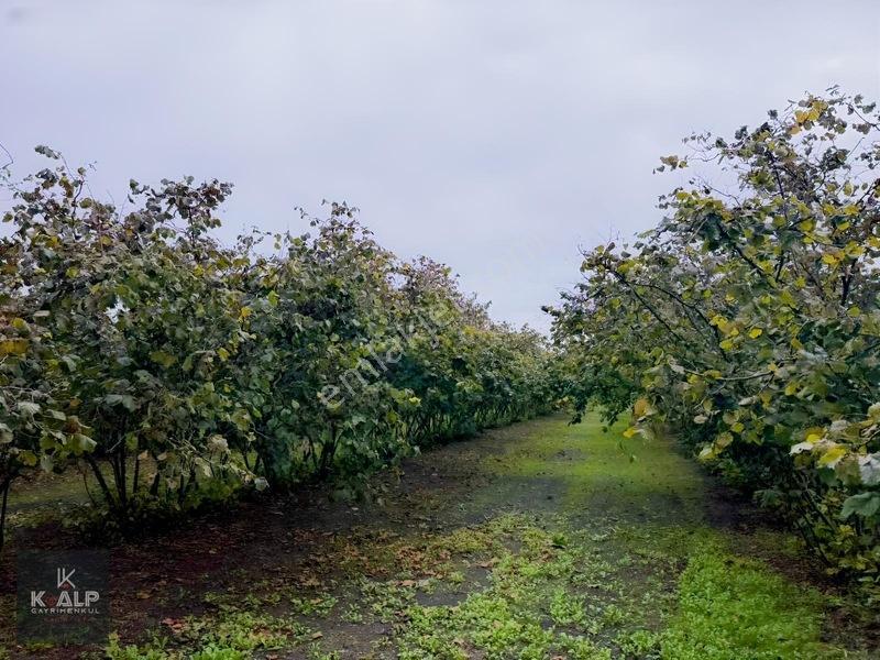 Zümrüt Mahallesinde 14.410 M2 Fındık Bahçesi — fotoğraf 3