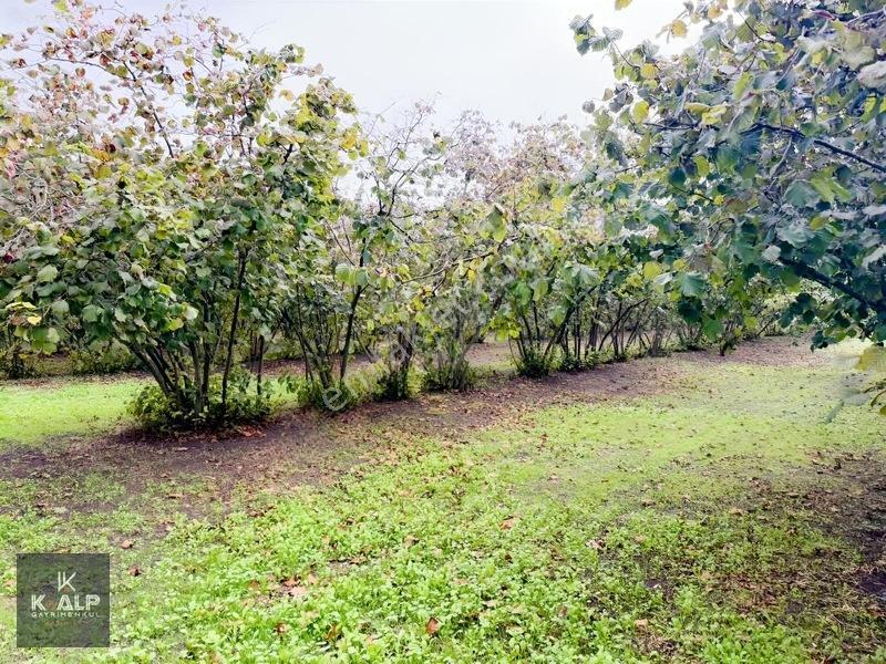 Zümrüt Mahallesinde 14.410 M2 Fındık Bahçesi — fotoğraf 6