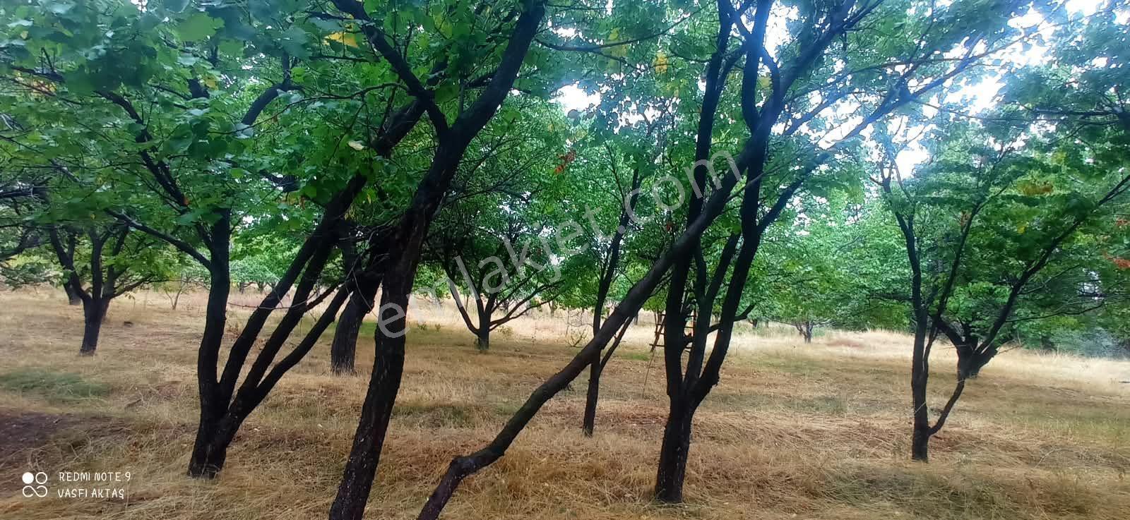 Ereğli Çimencik Mahallesi 5749 M² Satılık Bahçe — fotoğraf 7