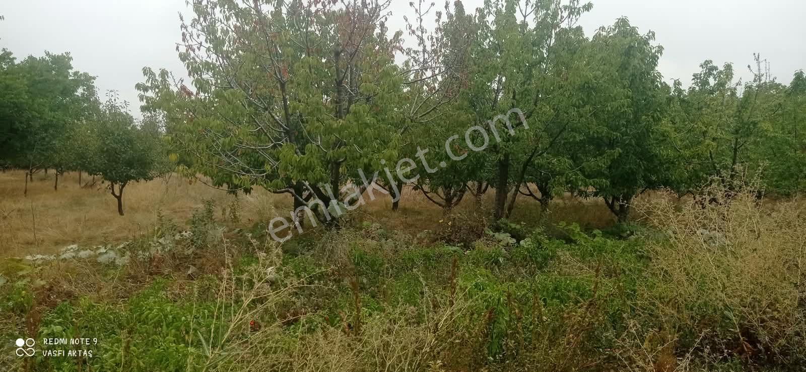 Ereğli Çimencik Mahallesi 5749 M² Satılık Bahçe — fotoğraf 9