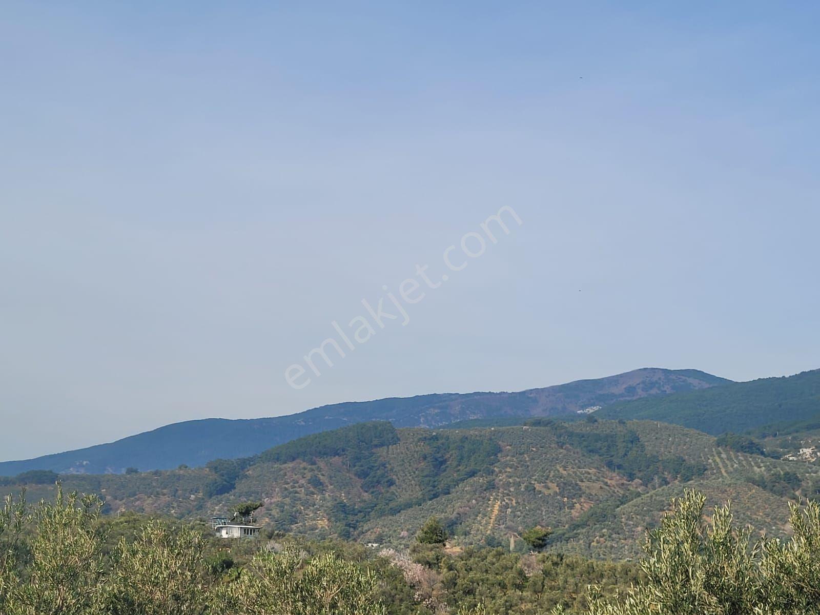 Akman'dan Beyoba'da Satılık Zeytinlik Fırsat Fiyat Takasa Acık — fotoğraf 9