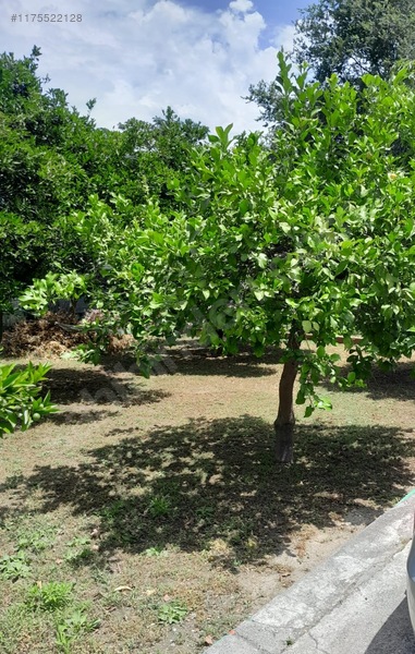Ortaca - Güzelyurt Mah. 970 M2 Arsa İçerisinde 2+1 Köy Evi — fotoğraf 12