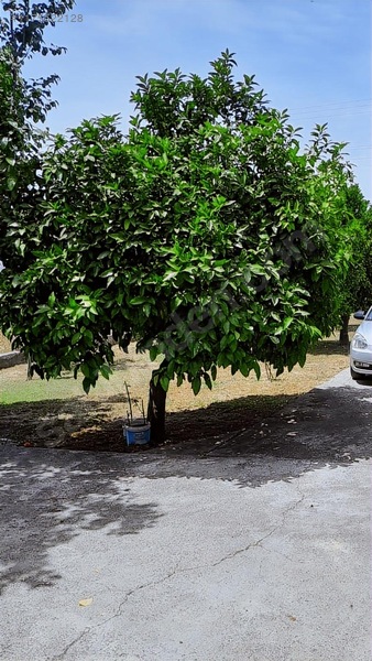 Ortaca - Güzelyurt Mah. 970 M2 Arsa İçerisinde 2+1 Köy Evi — fotoğraf 13