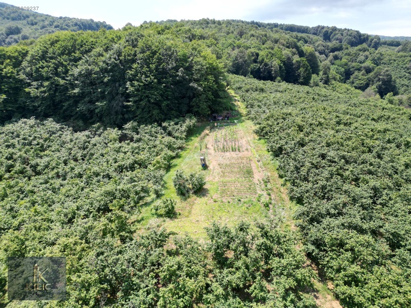 Düzce Gümüşova Dereköy 18.930m² Satılık Fındık Bahçesi — fotoğraf 4