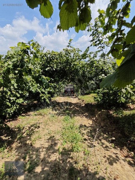 Düzce Gümüşova Dereköy 18.930m² Satılık Fındık Bahçesi — fotoğraf 8