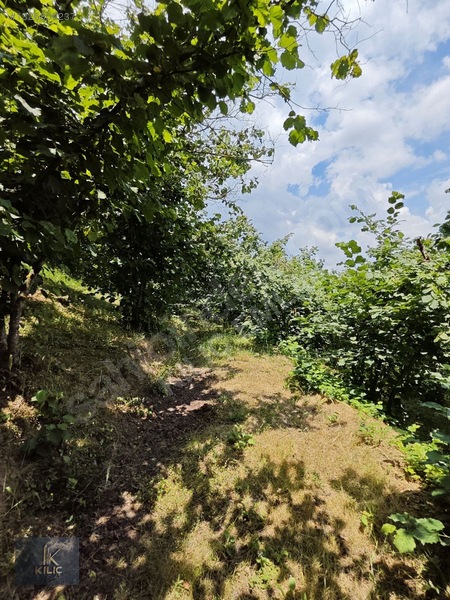 Düzce Gümüşova Dereköy 18.930m² Satılık Fındık Bahçesi — fotoğraf 9