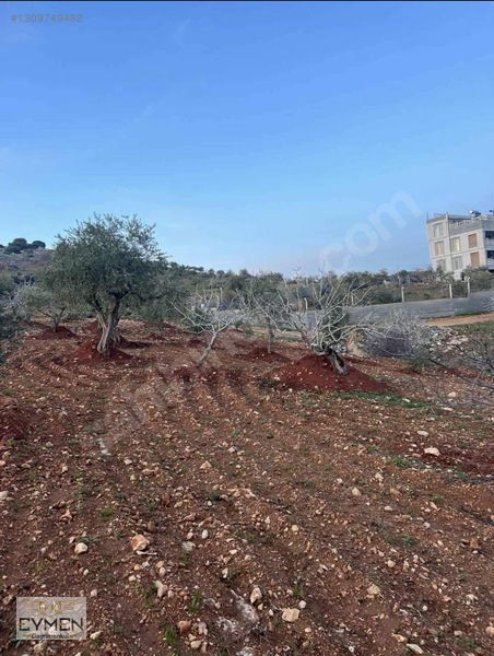 Mükemmel Konumda Bağevlik Arazimiz Sizlerle — fotoğraf 2