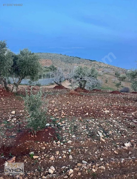 Mükemmel Konumda Bağevlik Arazimiz Sizlerle — fotoğraf 3