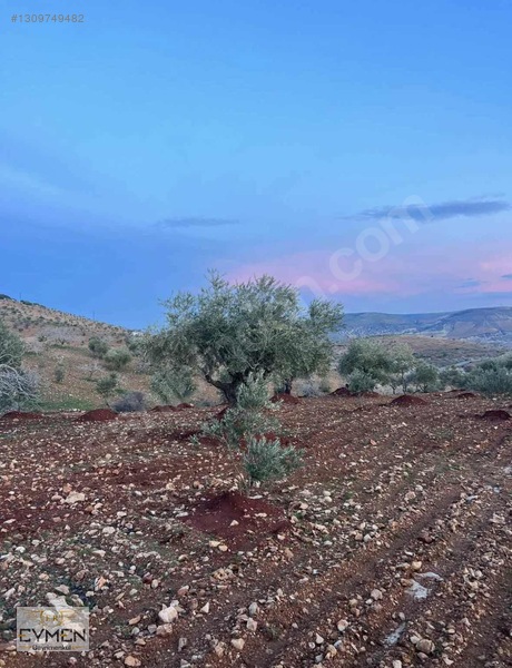 Mükemmel Konumda Bağevlik Arazimiz Sizlerle — fotoğraf 4