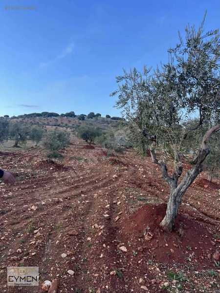 Mükemmel Konumda Bağevlik Arazimiz Sizlerle — fotoğraf 6