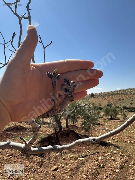 Mükemmel Konumda Bağevlik Arazimiz Sizlerle — fotoğraf 8