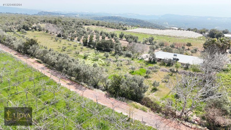 Esenpınar Ağlıca'da 5.575 M2 Satılık Zeytin Bahçesi — fotoğraf 2