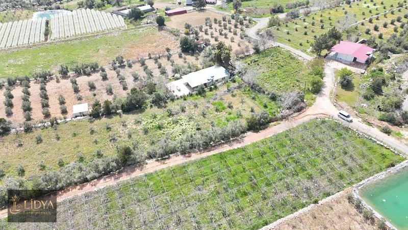 Esenpınar Ağlıca'da 5.575 M2 Satılık Zeytin Bahçesi — fotoğraf 3