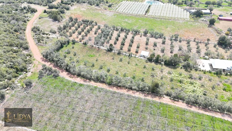 Esenpınar Ağlıca'da 5.575 M2 Satılık Zeytin Bahçesi — fotoğraf 4