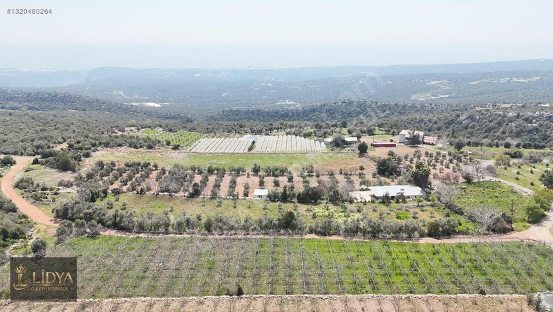 Esenpınar Ağlıca'da 5.575 M2 Satılık Zeytin Bahçesi — fotoğraf 5