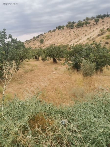 Çınar Dan Bilekte Asfalt Üstü Fıstıklı — fotoğraf 3