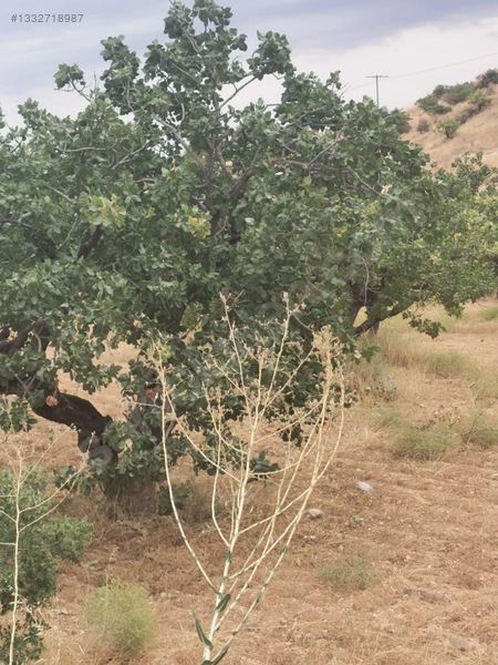 Çınar Dan Bilekte Asfalt Üstü Fıstıklı — fotoğraf 4