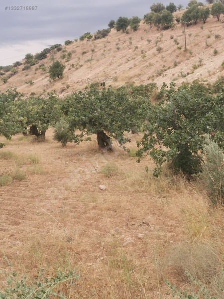 Çınar Dan Bilekte Asfalt Üstü Fıstıklı — fotoğraf 6