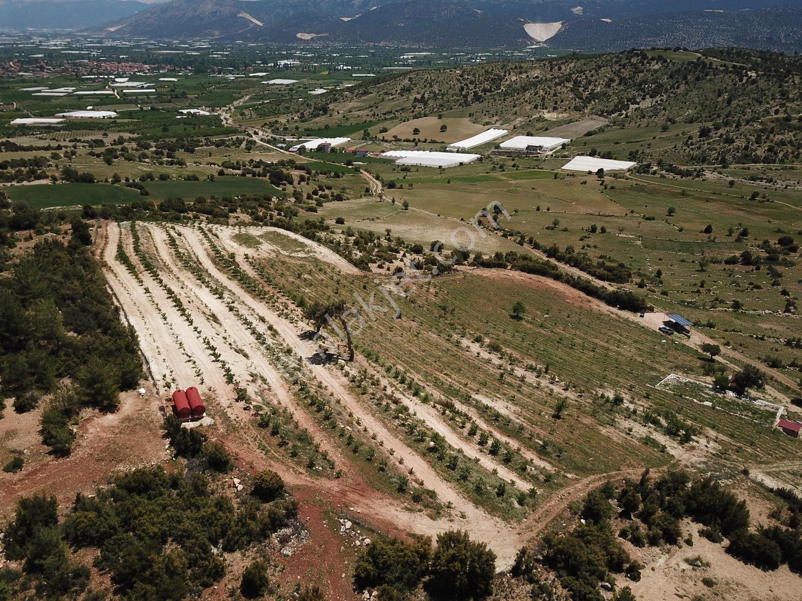 Elmalı Akcay Da Organik Badem Çiftlik — fotoğraf 4